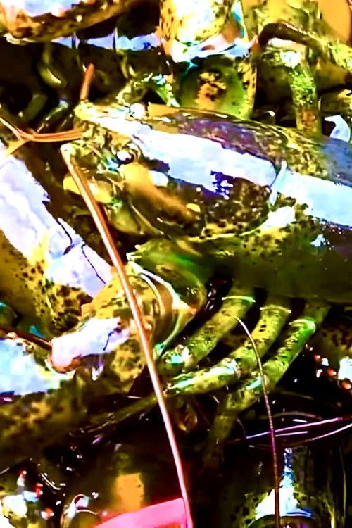 Poor Man's Protein (2022) poster