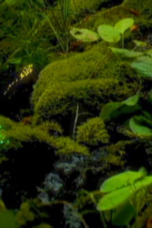 festival in a forest (2002) poster