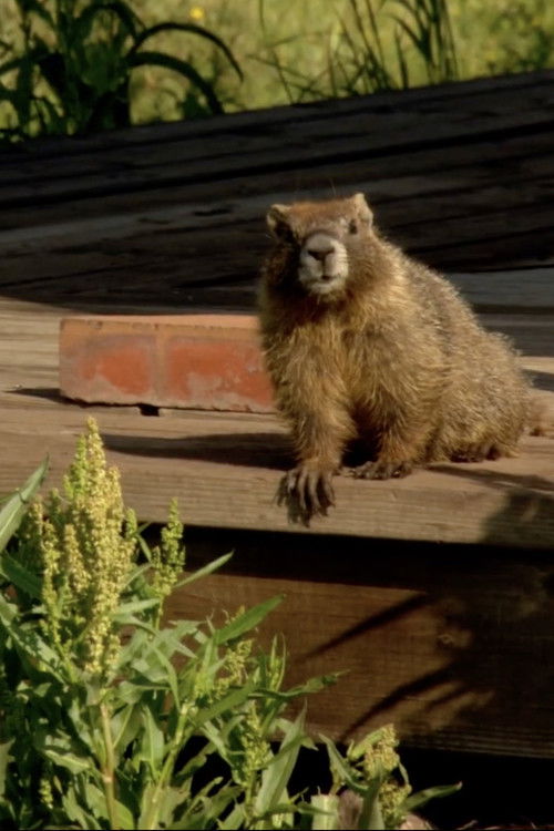 The Study Of Groundhogs: A Real Life Look At Marmots (2008) poster