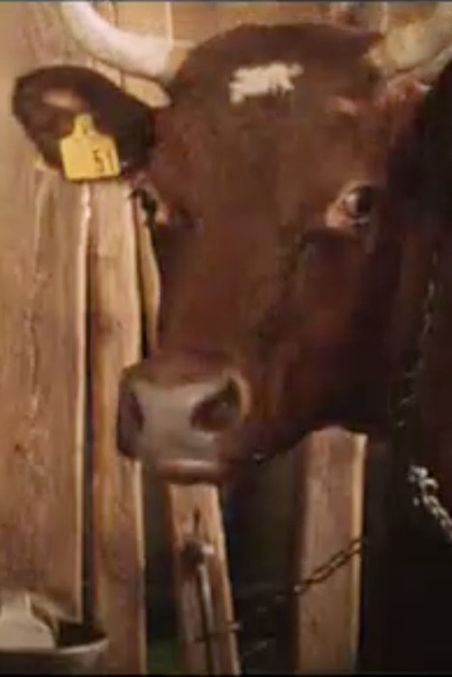 Del av den värld som är din : en kofilm (2000) poster