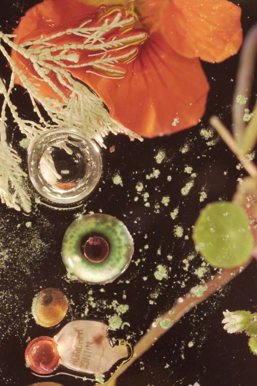 The Infernal Grove (2021) poster