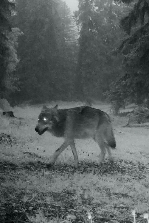 Le dernier loup (2026) poster