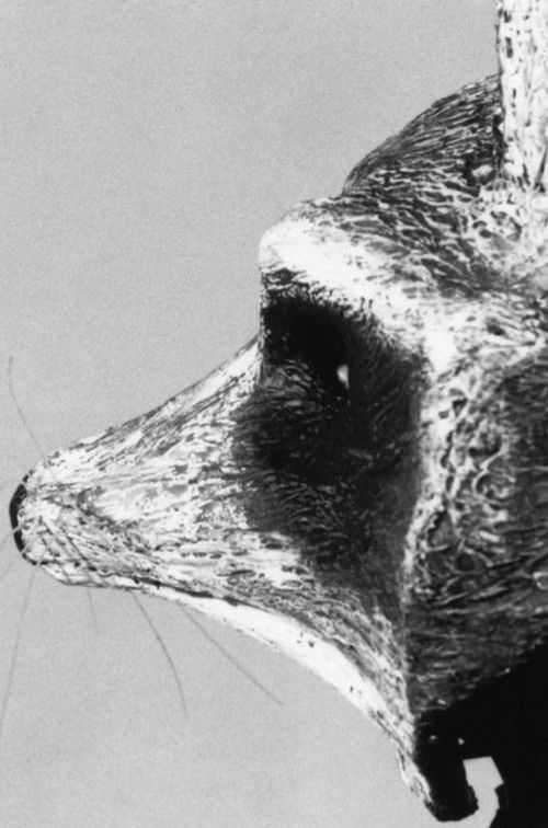 Le raton (1991) poster