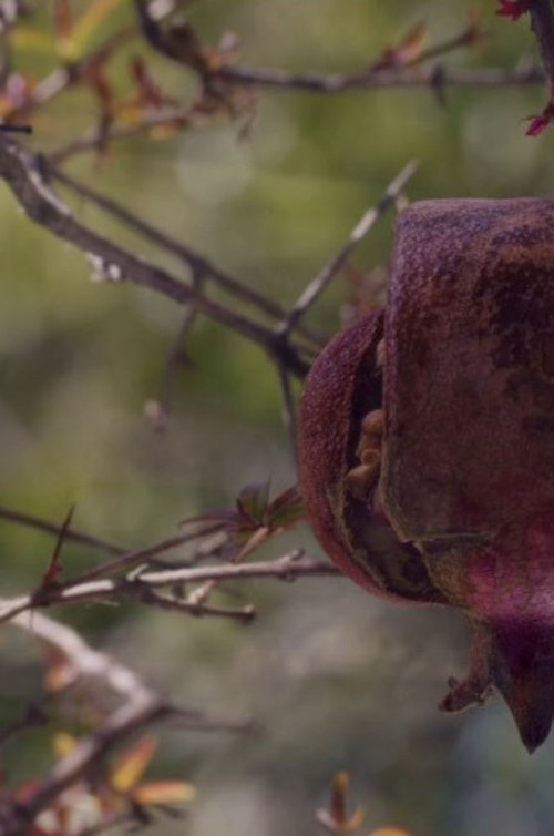 The House with the Pomegranates (2023) poster