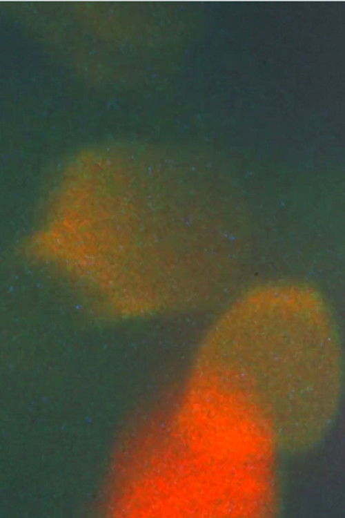 I Decline (2017) poster