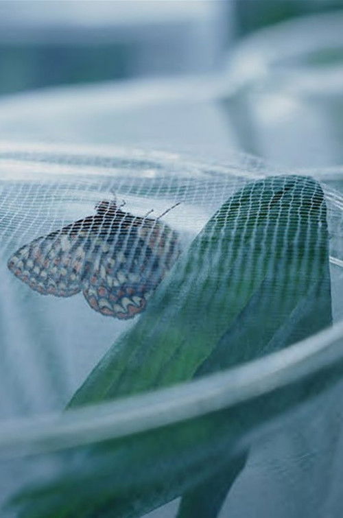 The Butterfly Lab (2026) poster