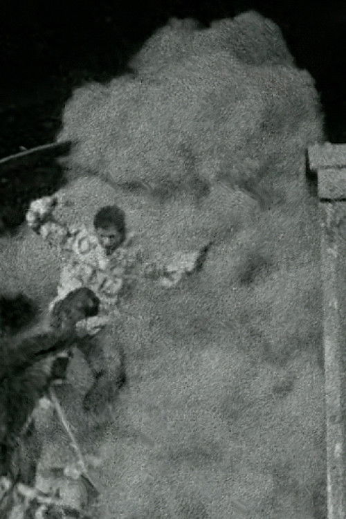 The Black Cat (2019) poster