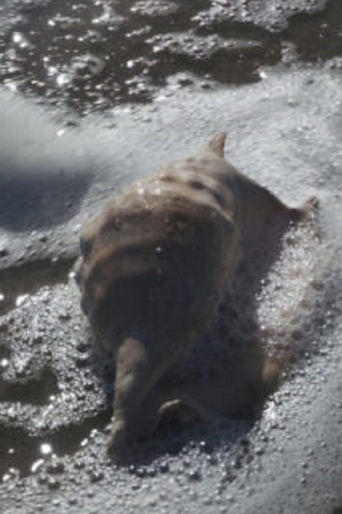 re-c(O)unting I. self-exploring bodies, stories, laboratories (2023) poster