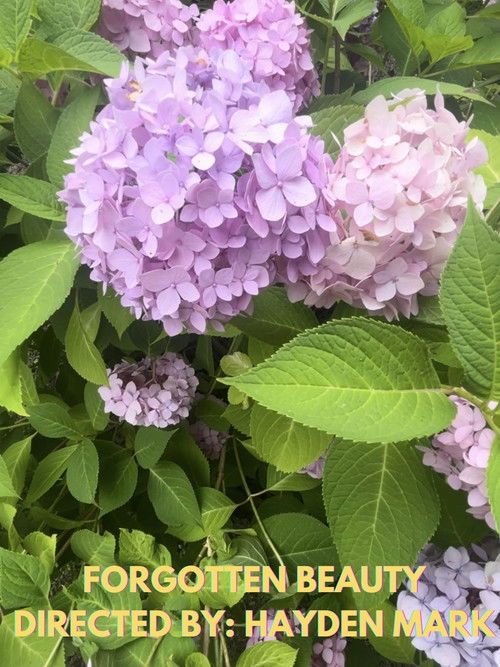 Forgotten Beauty (2024) poster