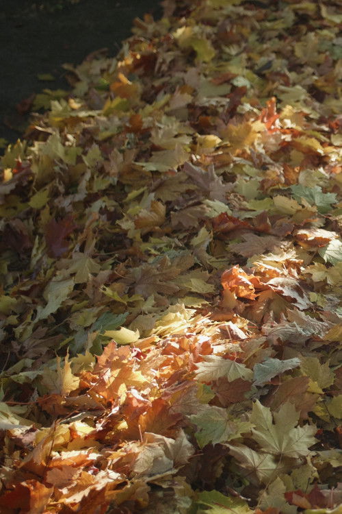 My Heart Is Walking Around Outside of My Body (2019) poster