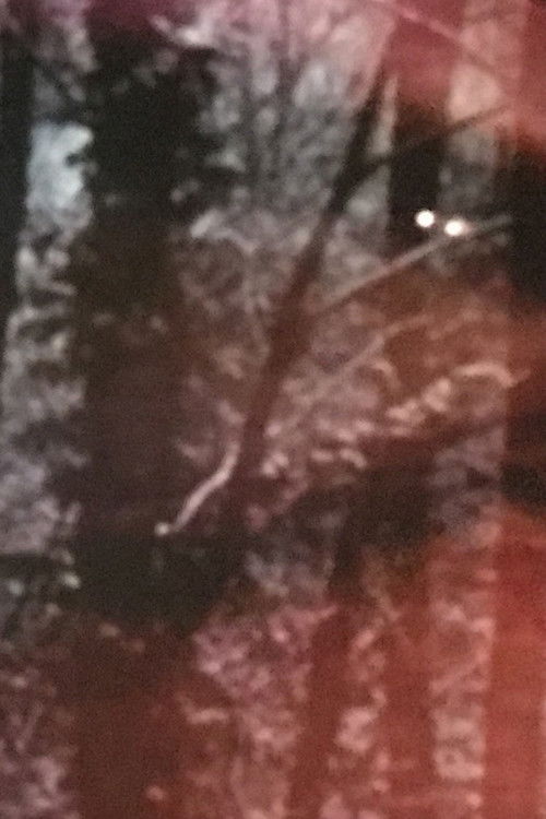 Il Lago Azzurrino (1966) poster