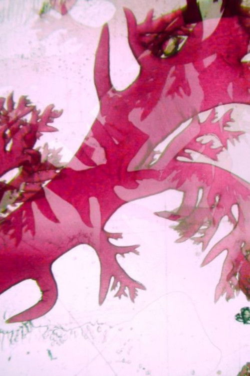 Velella Velella (2025) poster