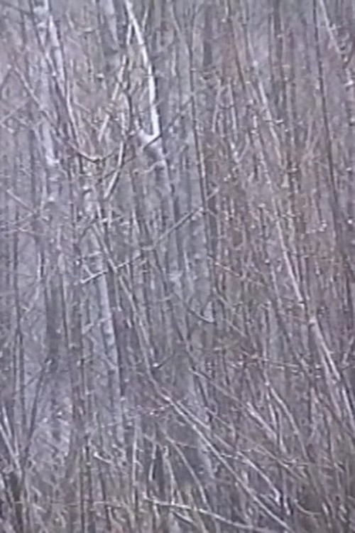 Rosa Rot (2001) poster