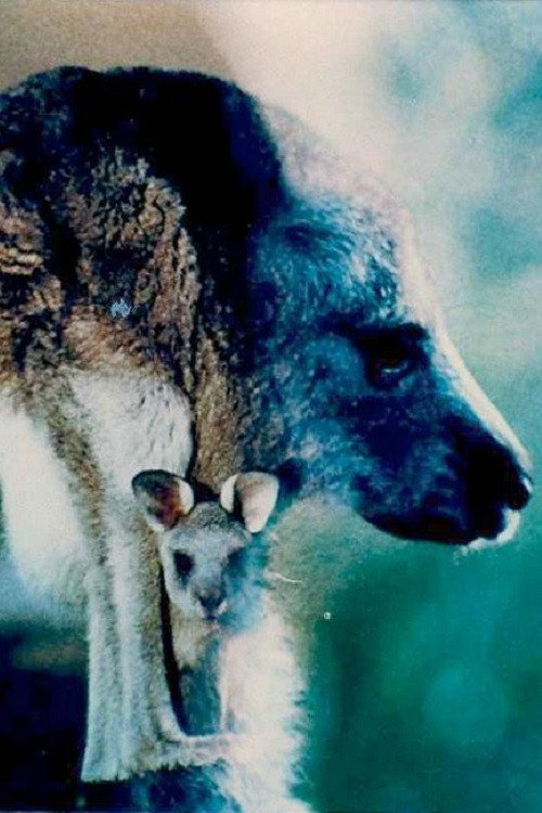 Australian Bush (1986) poster