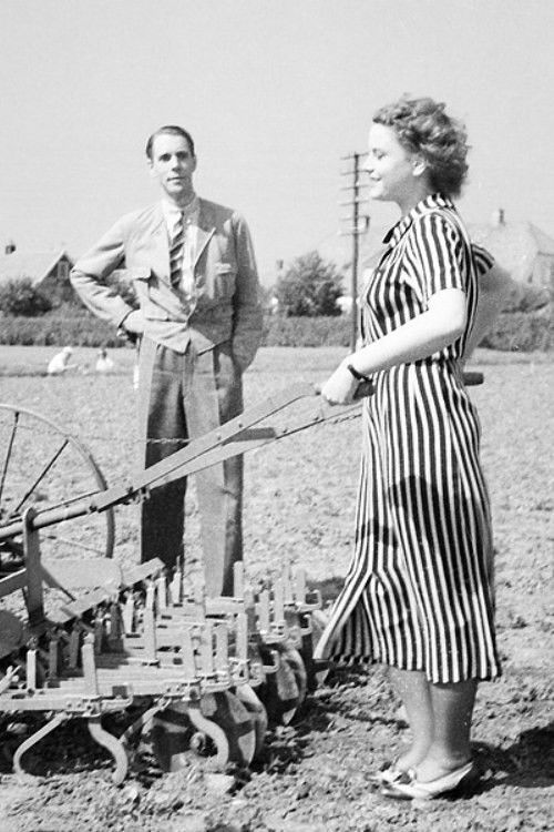 Sockerskrinet (1938) poster