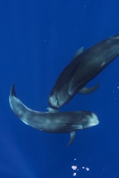 Tahlequah (2020) poster