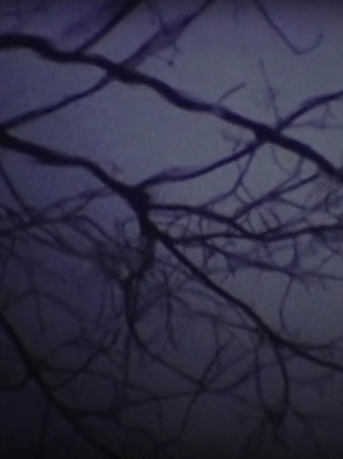 The Luminous Undergrowth (2001) poster