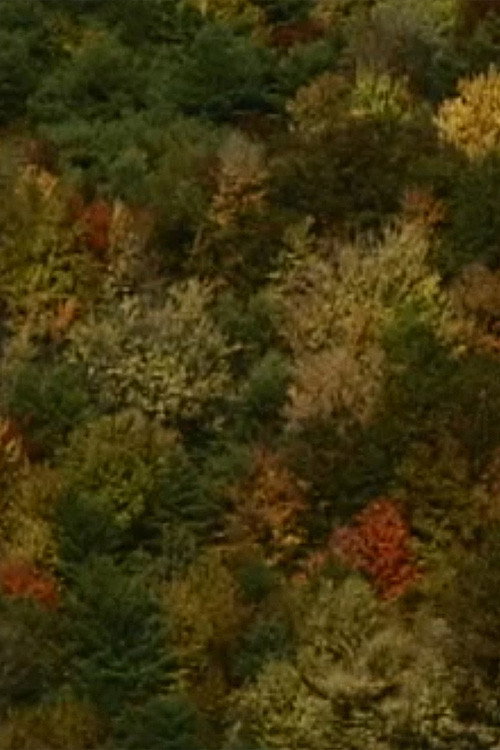 Color Study (2000) poster