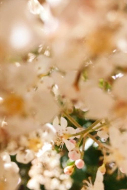 Ember Days (2021) poster