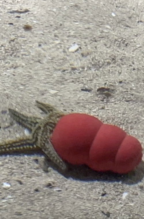 Atlantaquaria poster