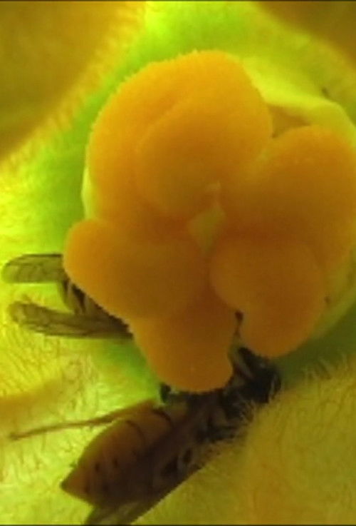 Tin Pressed (2011) poster