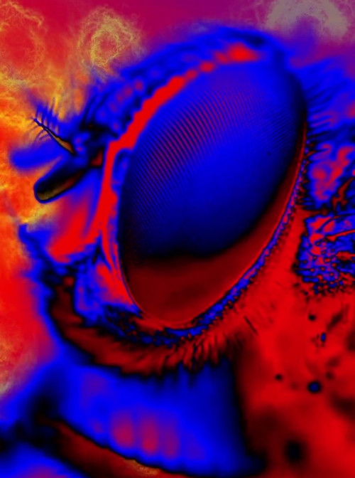 Electric Arthropods (2017) poster