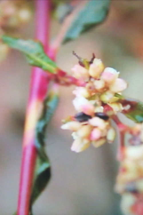 Hunting Confessions (2025) poster