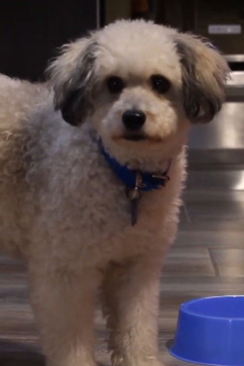 Serafín (2025) poster