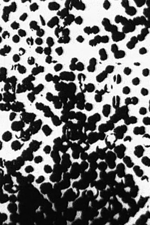 Random (1963) poster