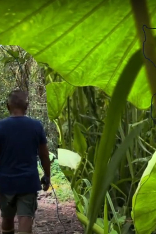 macro medley (2023) poster