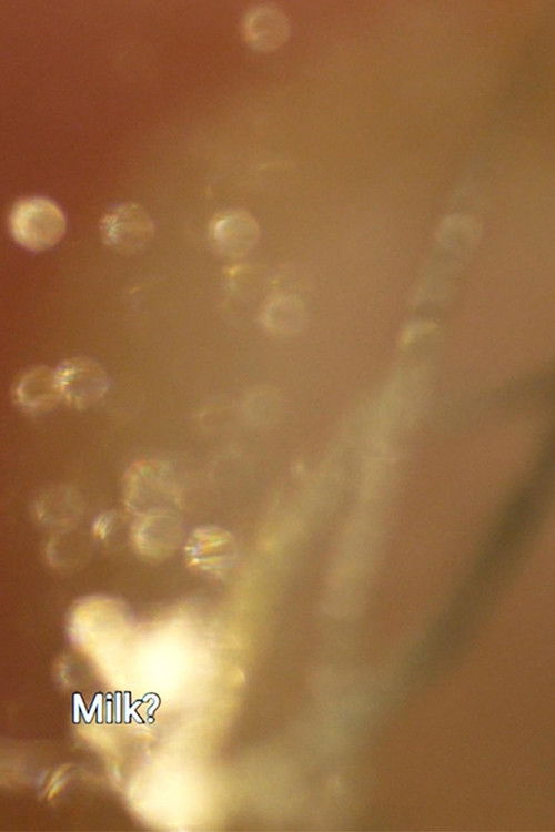 Perfect Cut (2019) poster