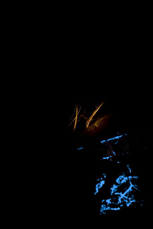 Night Fire (2021) poster