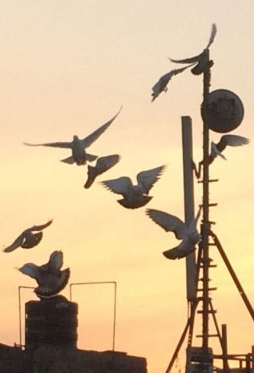 Skywards (2018) poster