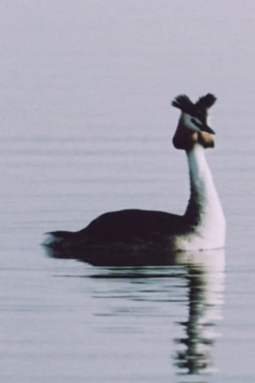 Ühe armastuse lugu (1982) poster