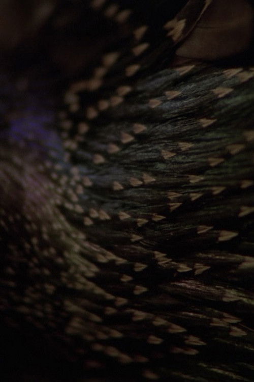 Starens inre liv (2013) poster