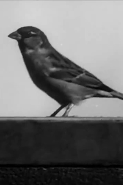 Sally the Sparrow (1945) poster