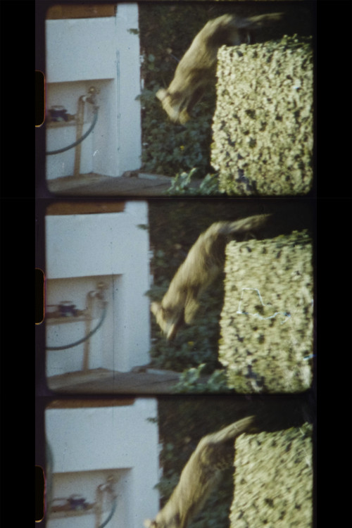 The Cats from Ribeirania (2022) poster