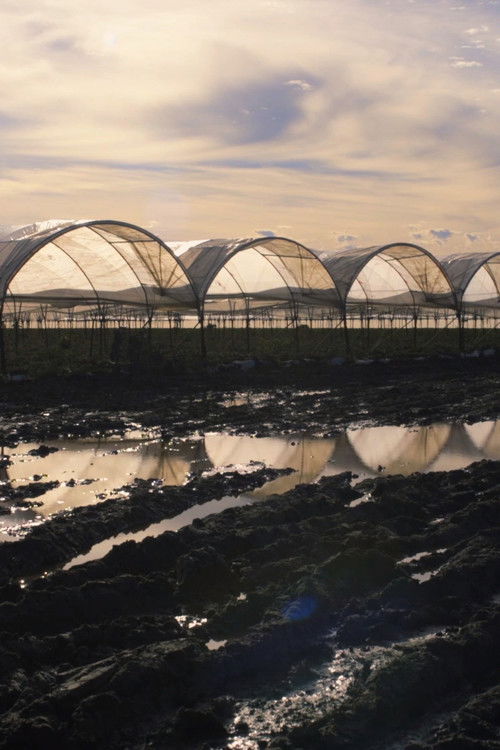 Field Song (2017) poster