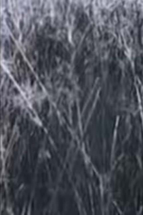 Người Về Đồng Cói (1973) poster