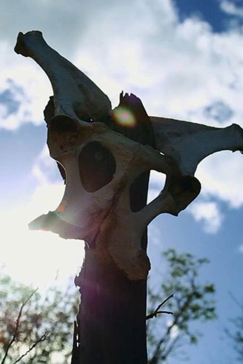 Não Tem Só Mandacaru (2016) poster