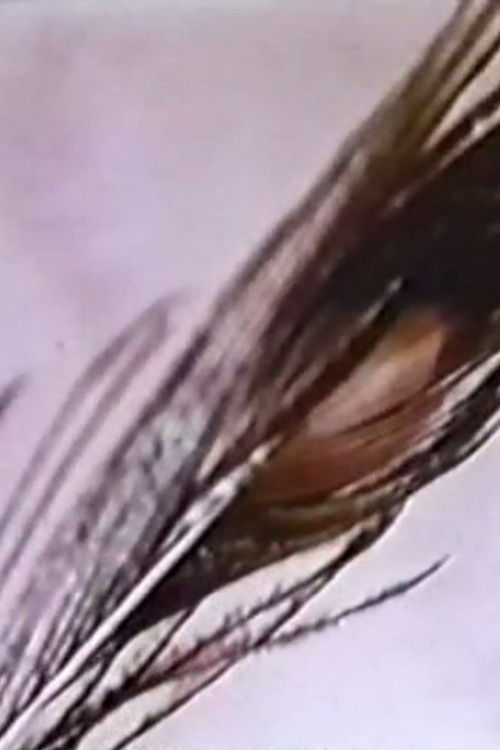 Sexual Meditation: Faun's Room, Yale (1972) poster