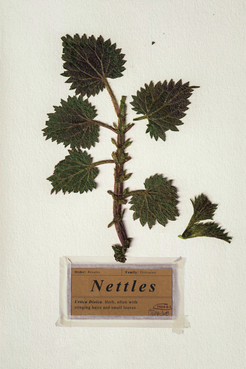 Nettles (2018) poster