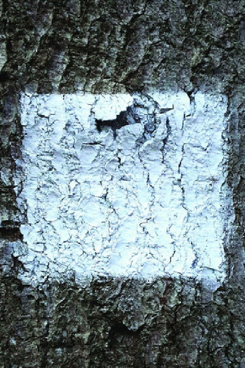 .. Yellow Dawn (2022) poster