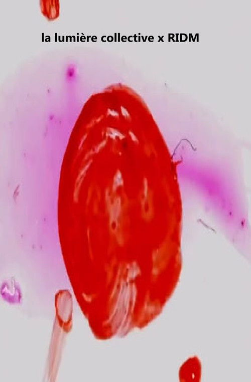 la lumière collective x RIDM (2024) poster