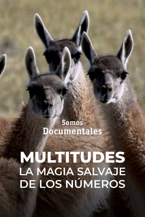 Multitudes: la magia salvaje de los números (2023) poster