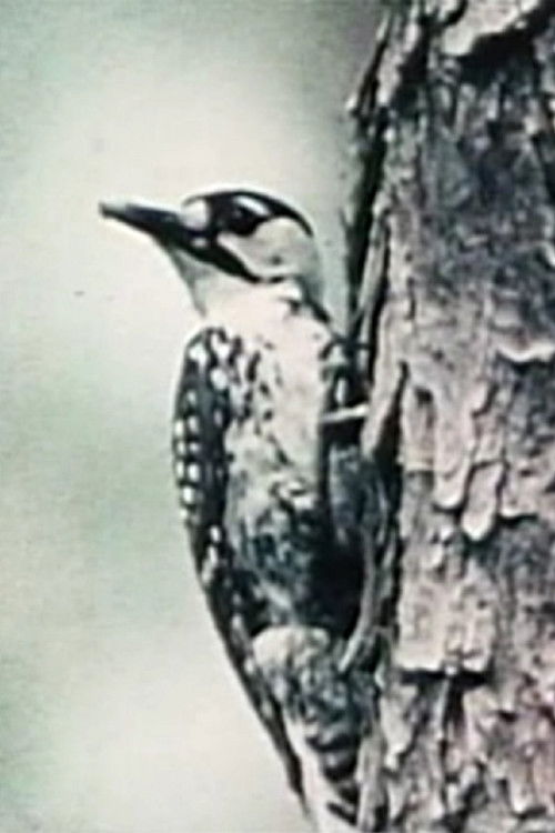 Natural History (1983) poster