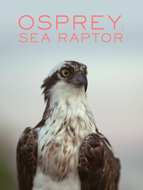 Osprey: Sea Raptor (2021) poster