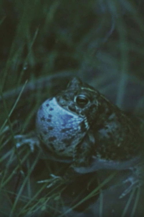 Vicious Animal (1982) poster