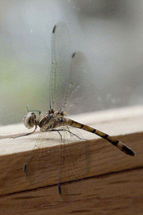 Fragments (2020) poster