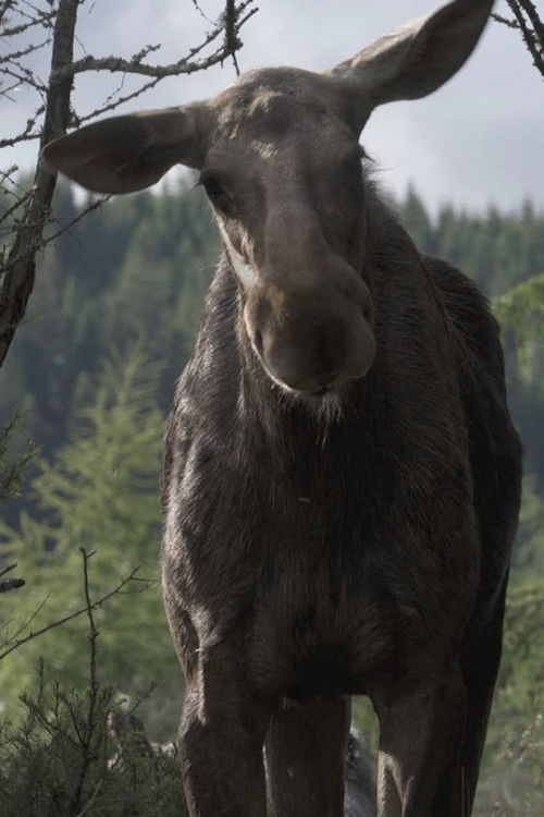 AMOOSED: losí odysea (2025) poster